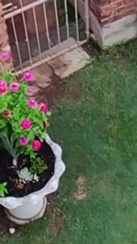 Betrapte mijn buren tijdens het neuken tijdens het vliegen met mijn drone