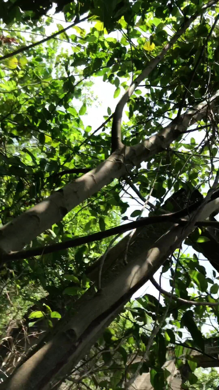 Sexylary: Outdoor Threessome Fuck Inside the Bush