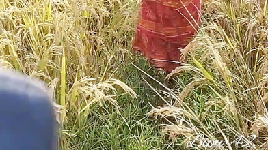 Pumi: Seks luar. Jungal Sex. Seks. Indian Porn.