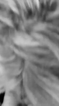 Film467643