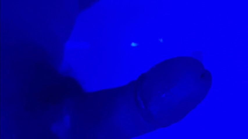 Amateur Shower Jerk Off - Italian Boy Jerks Off in Shower (Alexander Audran) Amateur Shower Jerk Off - Italian Boy Jerks Off in Shower (Alexander Audran)