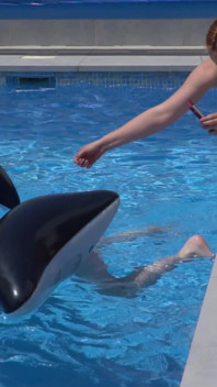 Meninas lésbicas estão se divertindo em uma piscina com um tubarão inflável