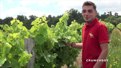 EXHIB BOYS: Exhib risky in wineyard by Nick and Guillauem Wayne