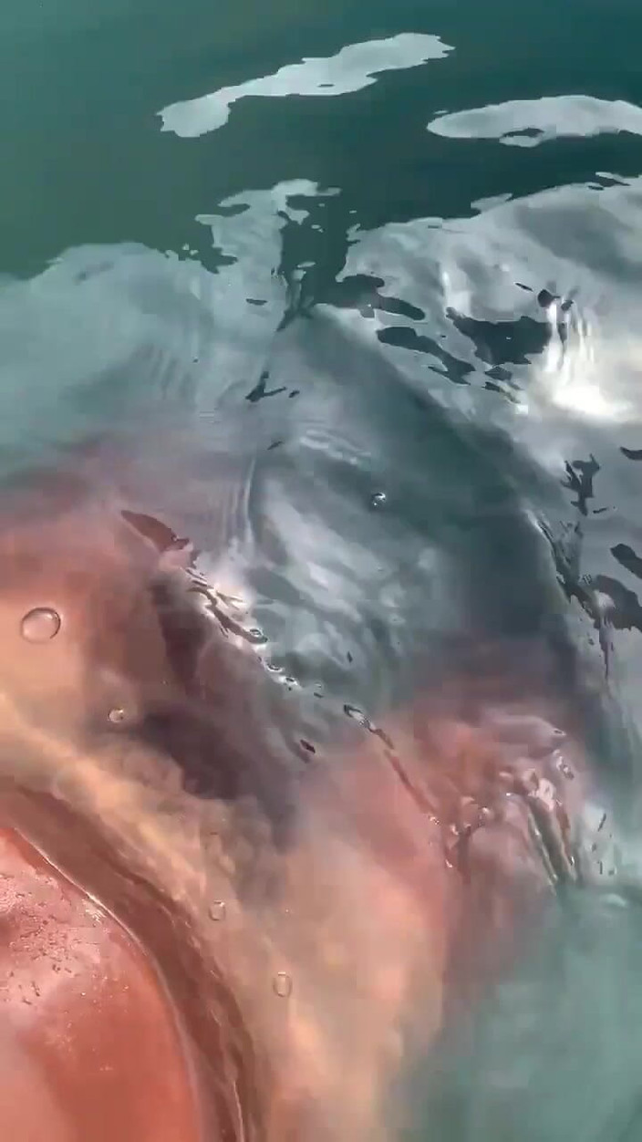 Vida Noite: Poslech zvuku Gooning v bazénu a honění