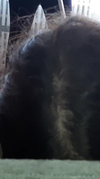 Ma copine me lèche la chatte de façon risquée pendant que sa mère lave les sols