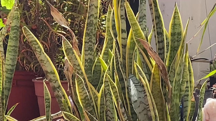 Placer_macho: Sur ma terrasse, au repos après la journée de travail