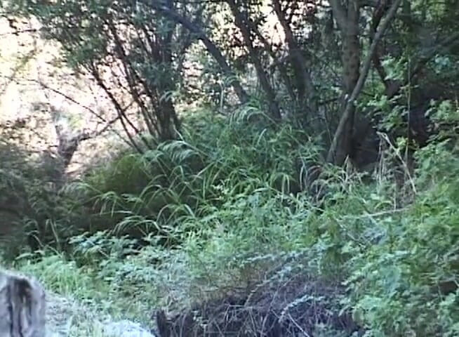 Lesbo Tube: Brinquedos duros fodendo com três senhoras negras