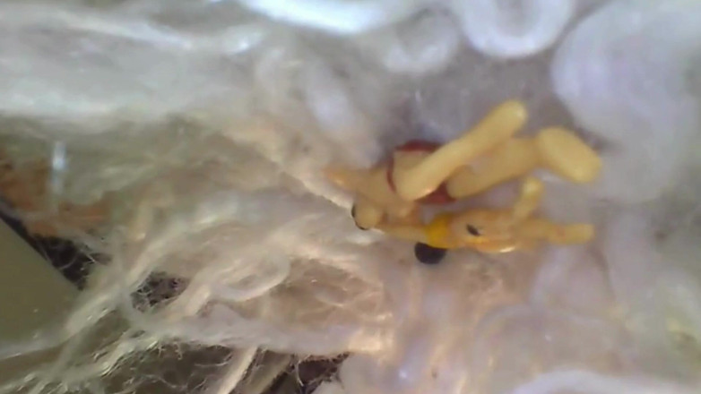 Maeling: Tiny Couple Stuffed in Oily Anal - Giantess Ass