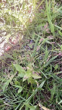 Kencing di luar dekat pohon anggur