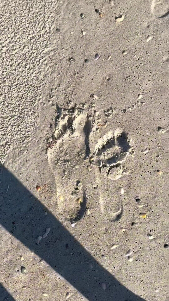 Peppermint Giantess: Сравнивая размер 16 футов с песчаными отпечатками на пляже