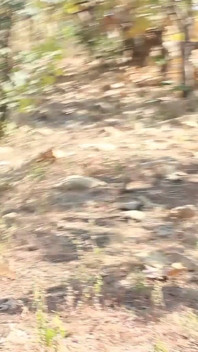 Mature Indian Mona Bhabhi Wild Outdoor Tease
