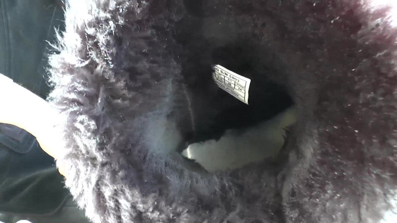 Lady Victoria Valente: Extrémně smradlavé nohy kožešinových bot! V Boots Smell And Foot,...