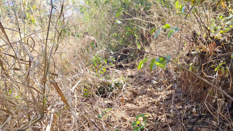 Sexy biwi: Я трахнул свою старую подругу в лесу