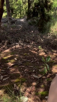 Chupo la polla de una perra y pongo mi dedo en su culo en el bosque