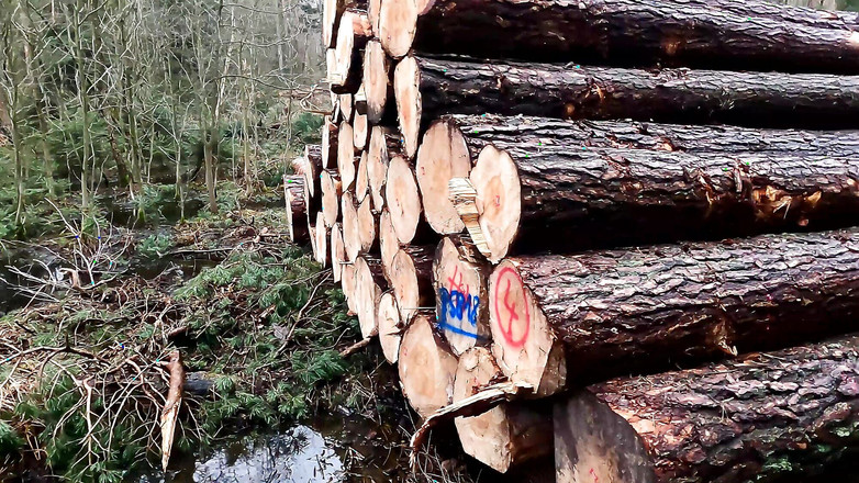 Bouncy Tits Action: चोट पहुंचाने वाली जंगल में खींच रही है