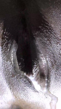 Büyük beyaz yarak zenci sıkı amcığının içine domalarak boşalıyor