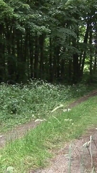Němečtí kluci v surovém venkovním šukání