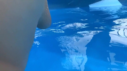 FoxyandTed: Deve essere amore sott'acqua, culo creampie