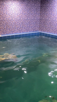 Remaja twinks Matty dan Aiden blowjob di kolam renang