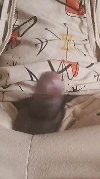 A Big and Powerful Natural Black Cock