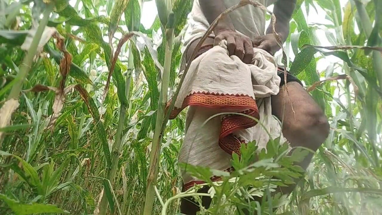 Salonibhabhi: Hitam besar menjolok di ladang jagung