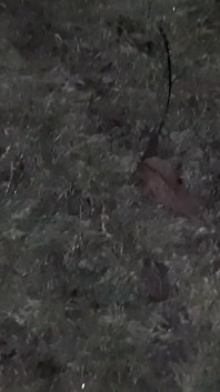 Lesbian berisiko melancap bersama