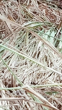 Mi esposa Riya rompió el sello en el paddy field por primera vez