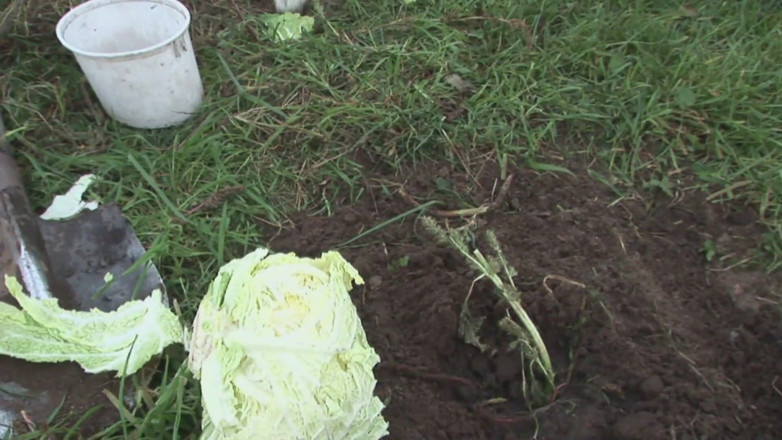 Old PIGS XXX: La nonna con un culo grosso ama la sborra sulle...