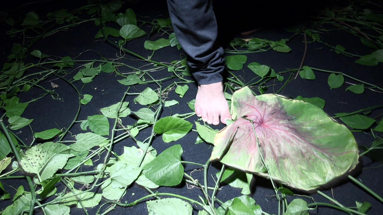 Quente club: Марення-сни