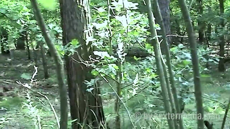 Sextermedia by Pete: Couple Sex in the Green