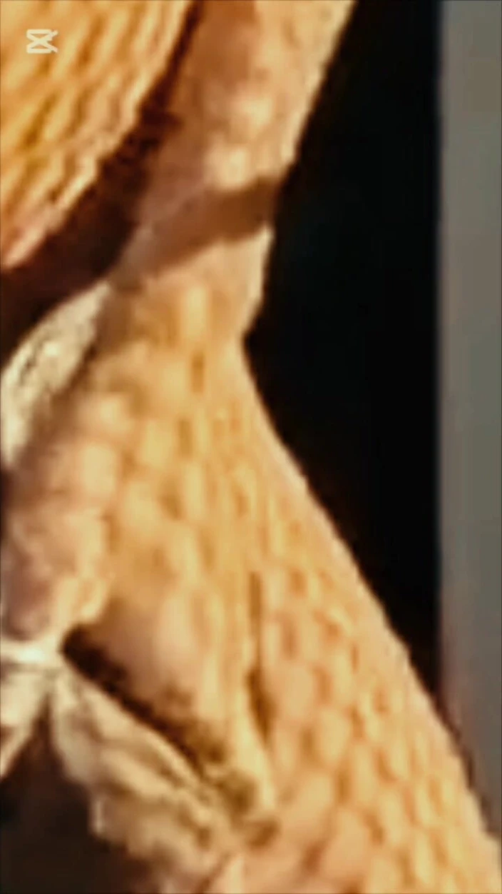 Tomahawk porn video – Arab Masturbation