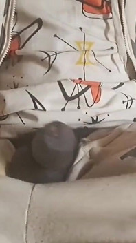 A Big and Powerful Natural Black Cock