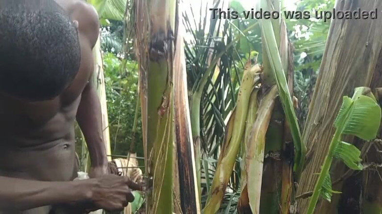 Bangcum8: Der mann ganz allein im wald und lässt den Planbananenbaum...