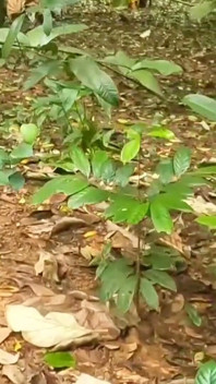 Esposa en casa de vacaciones, caminando desnuda en la jungla. Exponiendo su culo sexy y sus tetas grandes