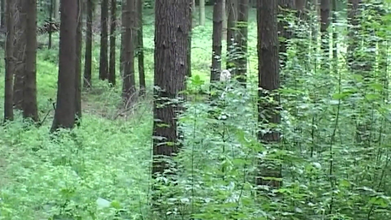 THAGSON CORE: Gagica blondă se cu degetul adânc în pădure