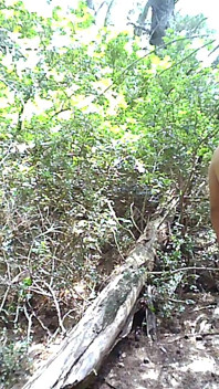 Tengamos sexo en el bosque junto al mar - parte 2
