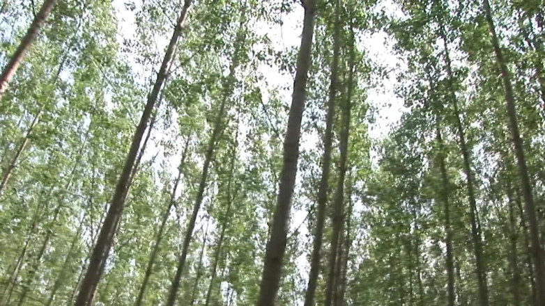 X DVD Collectors Club: Limiti stretti