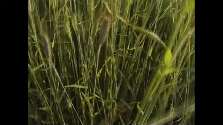 MMV TV - our best full movie: Nejšpinavější lízání kundičky a jízda na ptákovi, jaký kdy viděl (celý...