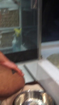 Romantic Sex Shower - and He Has to Watch, Jerk off in the Dog Bowl, and Drink It!