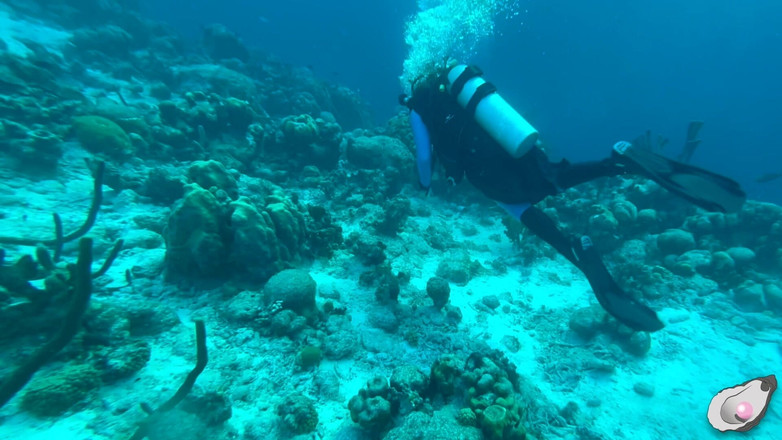 Mistress Pink Pearl: 超女在博内尔遇到最饥渴的章鱼