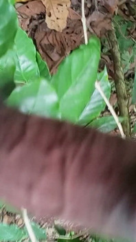main porn dekhna chaaloo kar diya