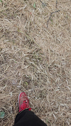 CockyBoy7: Cum in the Fields