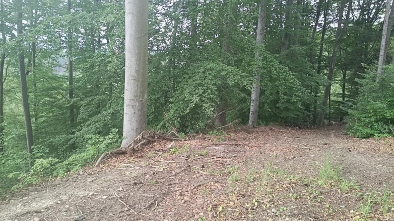 kickerscooter: Exposición en el bosque: Un pájaro perseguido en un bosque...
