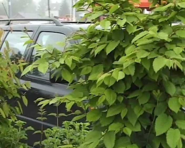 BB Video - Old School: Une MILF allemande amateur aux gros seins naturels dans la...