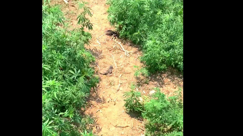 fullyloadedvid: Desi Randi seks in de jungle