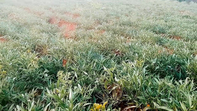 Judith xxx: Mi último video