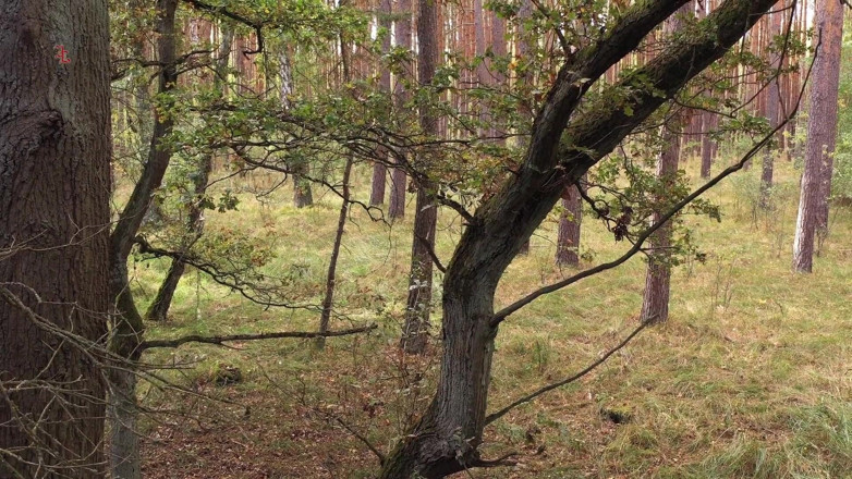 Inquisition and prison world: Féroce fée - une douce fée de la forêt est amenée...