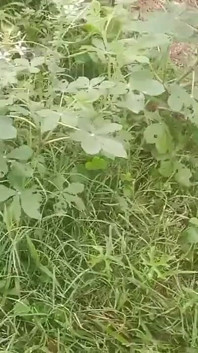 Tamil Wife with Hasband Outoor Sex