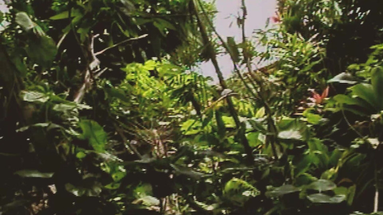 SEXUAL SIN GAY: Gay Island scena 2_two muskularnych gejów ruchających się ostro w dżungli