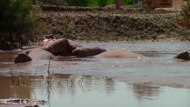 Muddy chubby: Kąpiel w piasku z głębokim, kremowym, brązowym błotem.